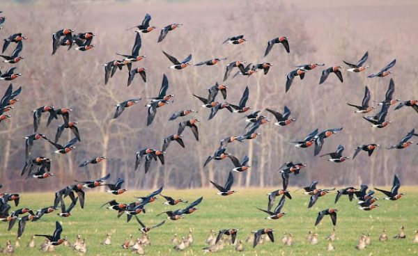 Red-breasted Goose - British Waterfowl Association