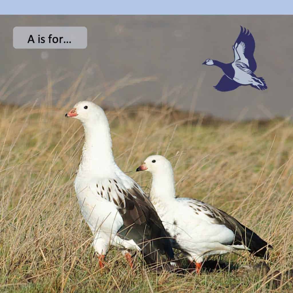 wild Andean Geese