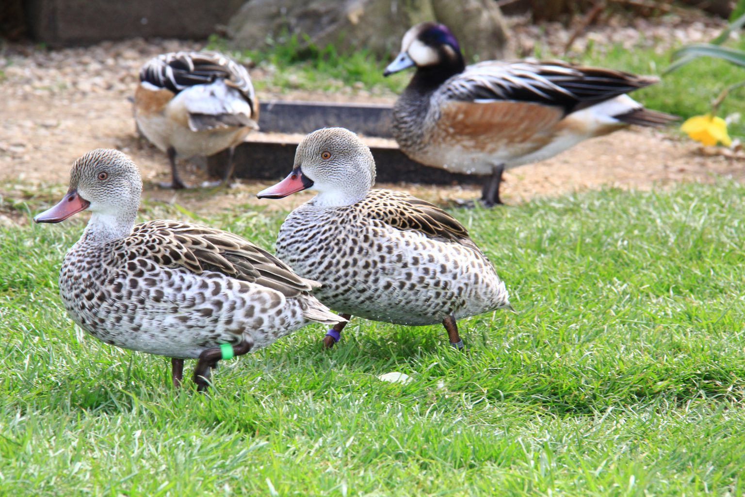 Cape Teal - British Waterfowl Association