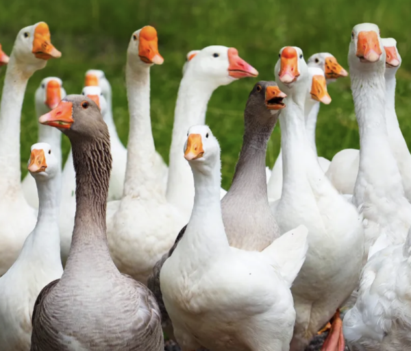 Avian Influenza Prevention Zones - British Waterfowl Association