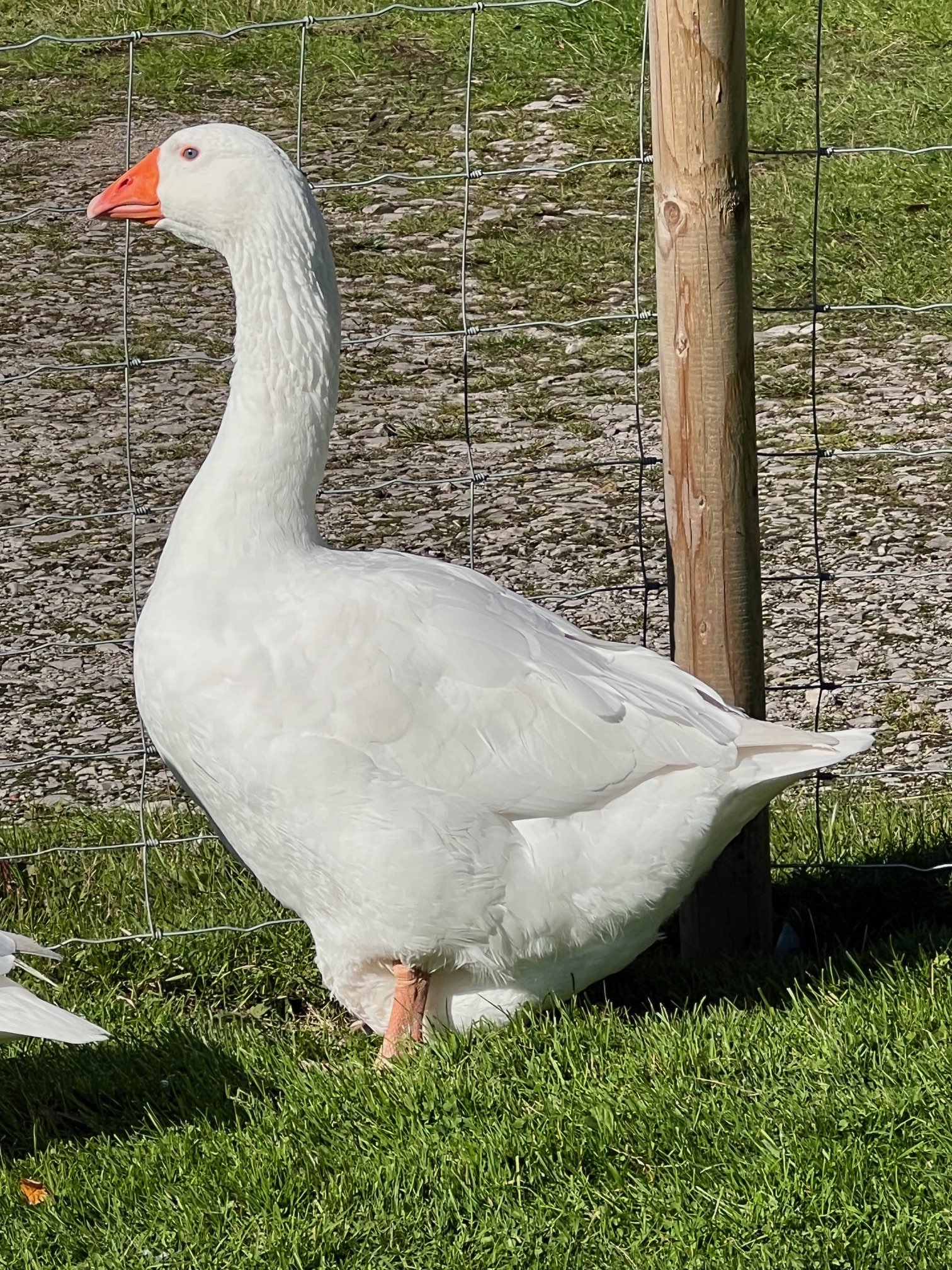 Embden Goose - British Waterfowl Association