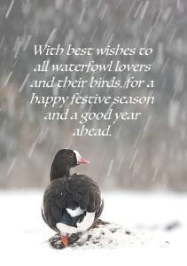 Season's Greetings